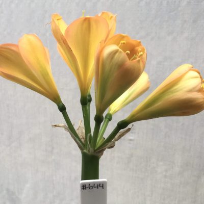 SH644  Mid peach/pink Clivia miniata with light green throat and very broad overlapping tepals