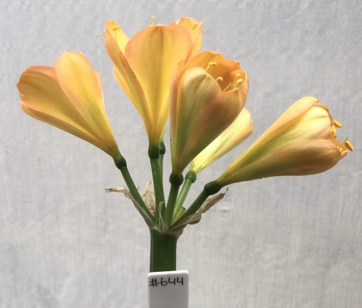 SH644  Mid peach/pink Clivia miniata with light green throat and very broad overlapping tepals