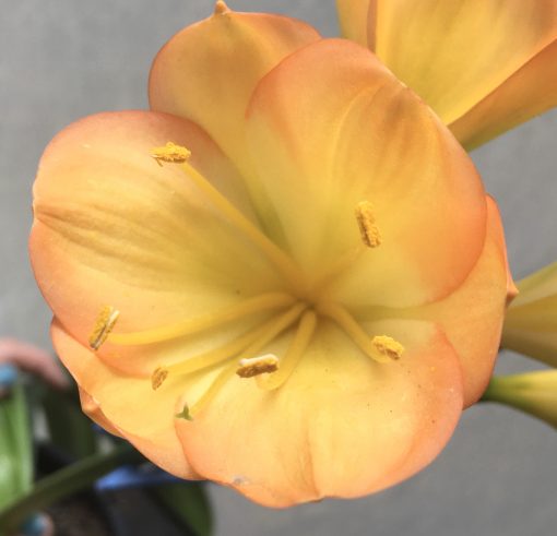 SH644  Mid peach/pink Clivia miniata with light green throat and very broad overlapping tepals - Image 2