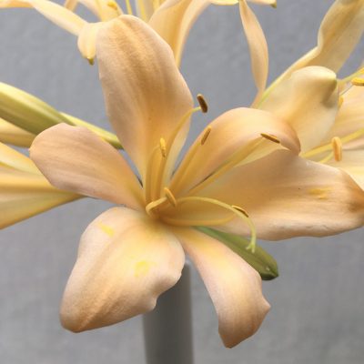 SH661  Mid peach Clivia miniata with lightly re-curved tepals