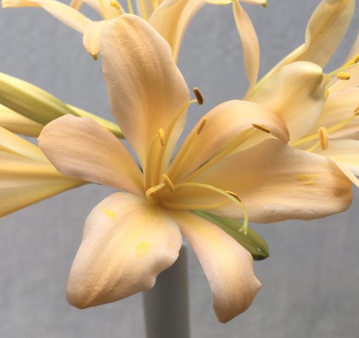 SH661  Mid peach Clivia miniata with lightly re-curved tepals
