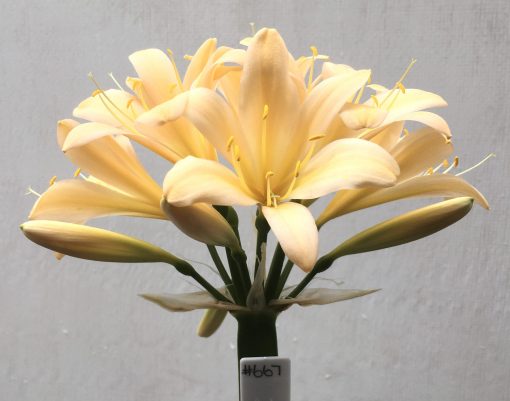 SH667  Light peach Clivia miniata with mild pink tones and slightly re-curved tepals - Image 2