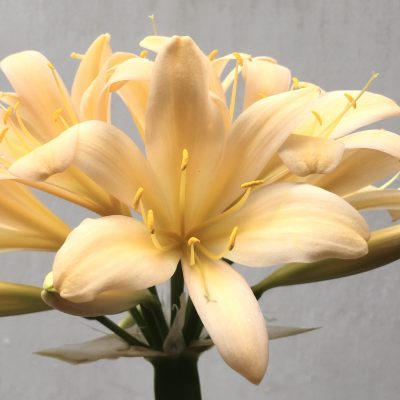 SH667  Light peach Clivia miniata with mild pink tones and slightly re-curved tepals