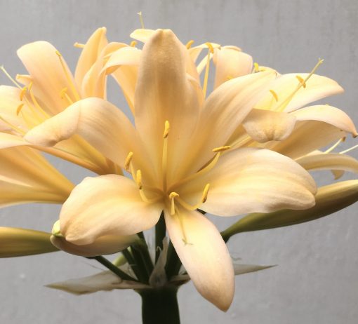 SH667  Light peach Clivia miniata with mild pink tones and slightly re-curved tepals