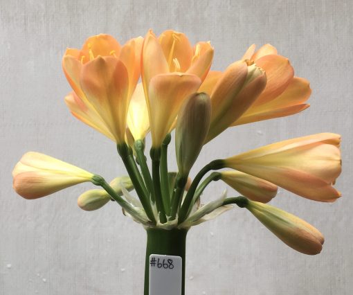 SH668  Mid peach Clivia miniata with yellow throat & marked pink blushing to cupped shaped flowers - Image 2