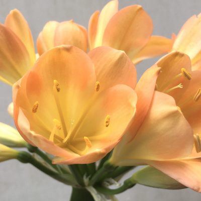 SH668  Mid peach Clivia miniata with yellow throat & marked pink blushing to cupped shaped flowers