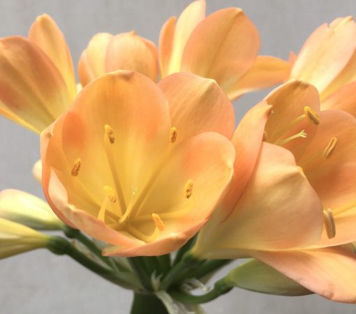 SH668  Mid peach Clivia miniata with yellow throat & marked pink blushing to cupped shaped flowers