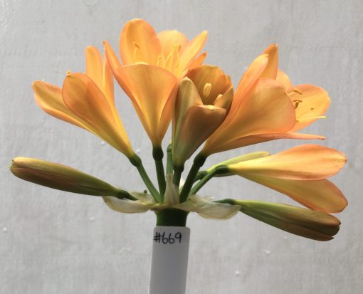 SH669  Mid peach Clivia miniata with strong infusion of pink to tepal edging - Image 2