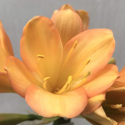 SH669  Mid peach Clivia miniata with strong infusion of pink to tepal edging