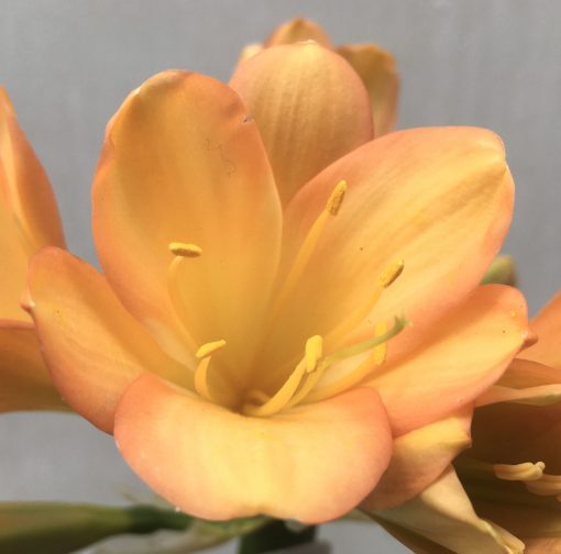 SH669  Mid peach Clivia miniata with strong infusion of pink to tepal edging
