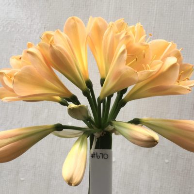 SH670  Mid peach/pink Clivia miniata with broad tepals and yellow throat