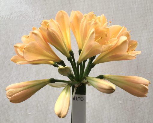 SH670  Mid peach/pink Clivia miniata with broad tepals and yellow throat
