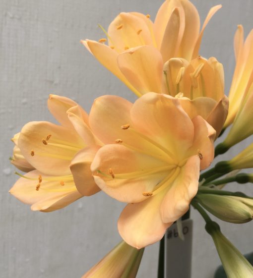 SH670  Mid peach/pink Clivia miniata with broad tepals and yellow throat - Image 2