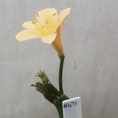 SH671  Mid peach Clivia miniata with slight pink tones and interesting stamen & stigma