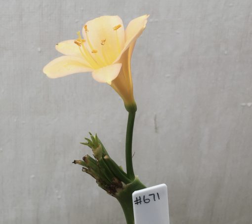 SH671  Mid peach Clivia miniata with slight pink tones and interesting stamen & stigma