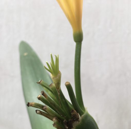 SH671  Mid peach Clivia miniata with slight pink tones and interesting stamen & stigma - Image 3