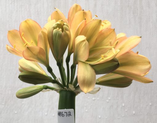 SH672  Mid peach Clivia miniata with strong green throat and pink edging to tepals - Image 2
