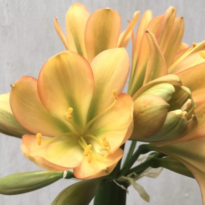 SH672  Mid peach Clivia miniata with strong green throat and pink edging to tepals