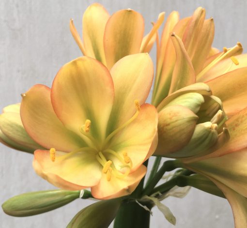 SH672  Mid peach Clivia miniata with strong green throat and pink edging to tepals
