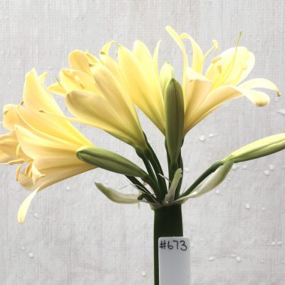 SH673  Very pale peach Clivia miniata with yellow tones and light green throat