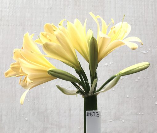 SH673  Very pale peach Clivia miniata with yellow tones and light green throat