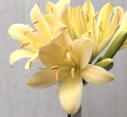 SH673  Very pale peach Clivia miniata with yellow tones and light green throat - Image 2