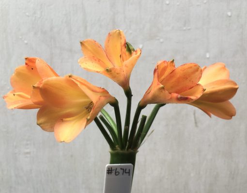 SH674  Very dark peach Clivia miniata with anthocyanin leakage to tepals - Image 3