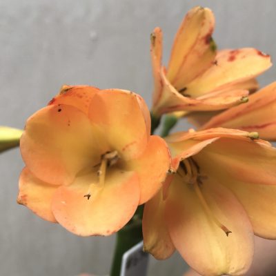 SH674  Very dark peach Clivia miniata with anthocyanin leakage to tepals