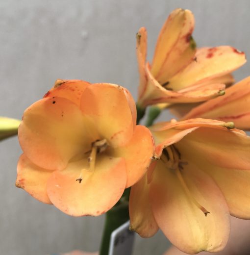 SH674  Very dark peach Clivia miniata with anthocyanin leakage to tepals