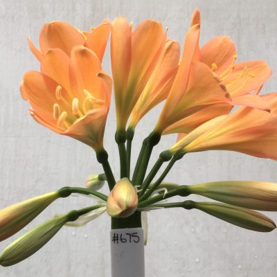 SH675  Cameron's Tipperary dark peach Clivia miniata with green throat and strong pink blush (2 medium sized offsets attached)