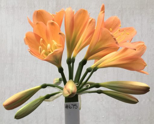 SH675  Cameron's Tipperary dark peach Clivia miniata with green throat and strong pink blush (2 medium sized offsets attached)