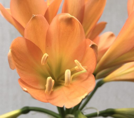 SH675  Cameron's Tipperary dark peach Clivia miniata with green throat and strong pink blush (2 medium sized offsets attached) - Image 2