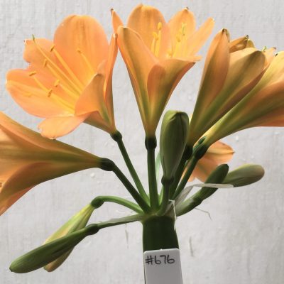 SH676  Mid to dark peach with light green throat and broad petals
