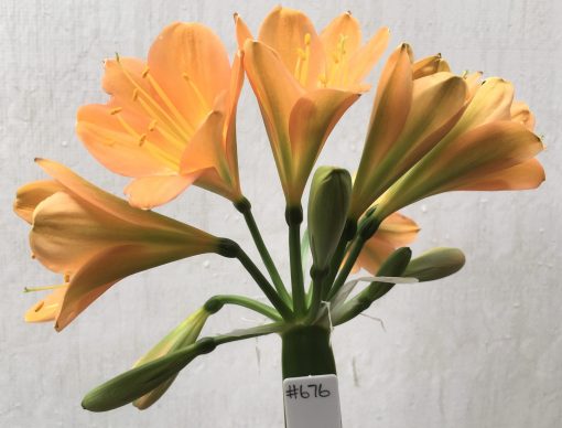 SH676  Mid to dark peach with light green throat and broad petals