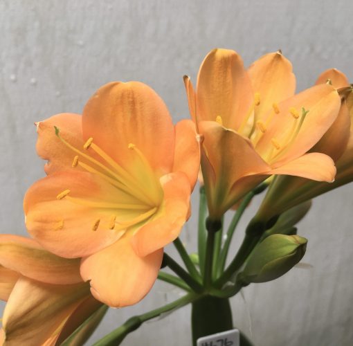 SH676  Mid to dark peach with light green throat and broad petals - Image 2