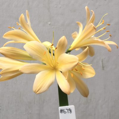 SH678  Very light peach Clivia miniata with strong yellow tones
