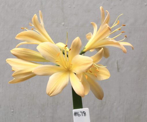 SH678  Very light peach Clivia miniata with strong yellow tones
