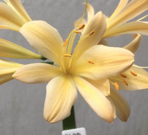 SH678  Very light peach Clivia miniata with strong yellow tones - Image 2