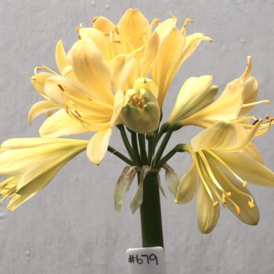 SH679  Very light peach Clivia miniata with strong yellow tones and bright yellow throat