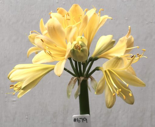SH679  Very light peach Clivia miniata with strong yellow tones and bright yellow throat