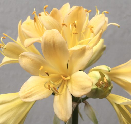 SH679  Very light peach Clivia miniata with strong yellow tones and bright yellow throat - Image 2