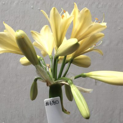 SH680  Cream Clivia miniata with yellow tones, bright yellow throat & evidence of chloroplasts