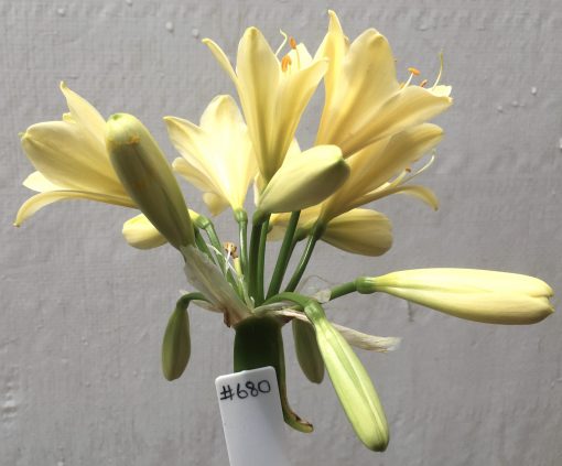 SH680  Cream Clivia miniata with yellow tones, bright yellow throat & evidence of chloroplasts
