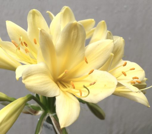 SH680  Cream Clivia miniata with yellow tones, bright yellow throat & evidence of chloroplasts - Image 2