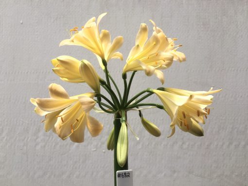 SH682  Light peach Clivia miniata with faint pink hue and yellow throat - Image 2