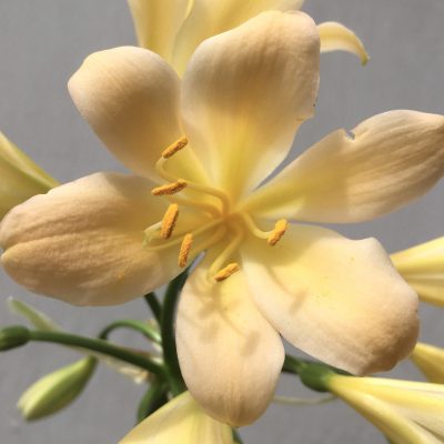 SH682  Light peach Clivia miniata with faint pink hue and yellow throat