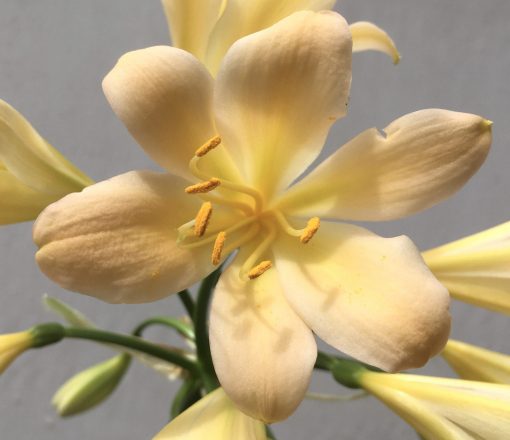 SH682  Light peach Clivia miniata with faint pink hue and yellow throat