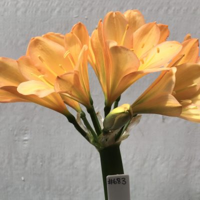 SH683  Mid to dark Clivia miniata with pink edging to tepals and light green throat