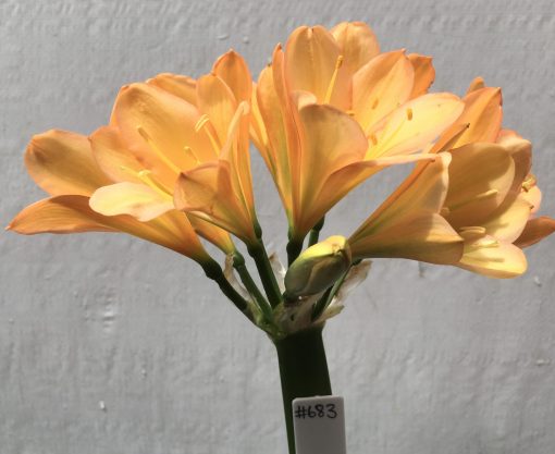 SH683  Mid to dark Clivia miniata with pink edging to tepals and light green throat