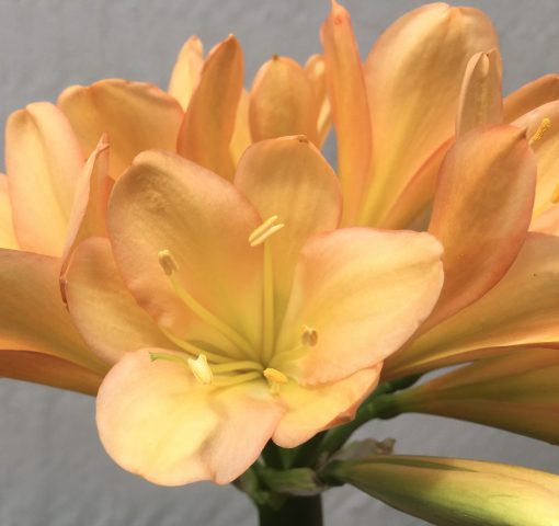 SH683  Mid to dark Clivia miniata with pink edging to tepals and light green throat - Image 2